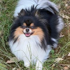 Fury - Pomeranian