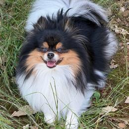 Fury - Pomeranian