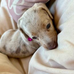Sparkle - Dapple female Dachshund puppy in Senoia, Georgia from Honey Creek Doxies