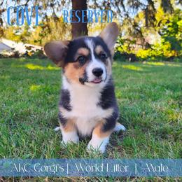 Cove - Black and tan male Pembroke Welsh Corgi puppy in Pine Village, Indiana from NL Horsemanship