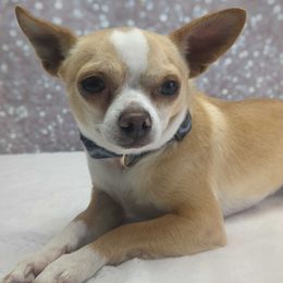 Mason - Chihuahua