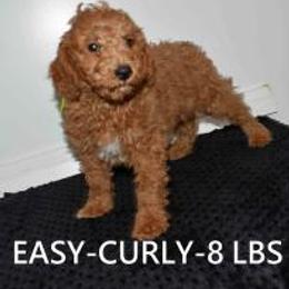 EASY - Red  male Goldendoodle puppy in Jasper, Indiana from Hilltop Pups By Abby, LLC