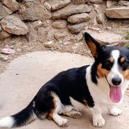 Tyr - Cardigan Welsh Corgi