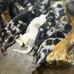 Girl 2 - Dapple female Dachshund puppy in Buchanan, Georgia from Kiser Creek Dachshunds