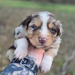 Meerkat - Red merle female Australian Shepherd puppy in London, Kentucky from Kenmont Kennels