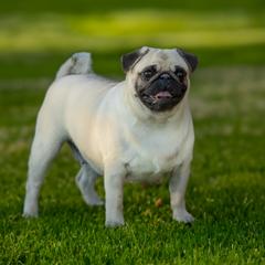 Darla - Pug