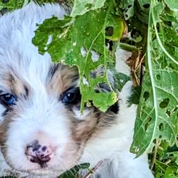 Boy 6 - Blue merle Australian Shepherd puppy in Trinidad, Colorado from Prairie Feather Farm