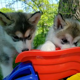Alaskan Malamute Puppies from Delphi Alaskan Malamutes