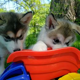 Alaskan Malamute Puppies from Delphi Alaskan Malamutes