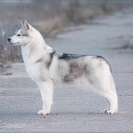 Siberian Husky puppies from Hill Top Huskies