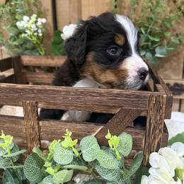 Petal - Tri-color female Bernese Mountain Dog puppy in Redlands, California from Country Feels Ranch