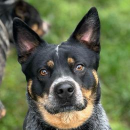 Mabel - Australian Cattle Dog