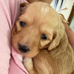 Pastel pink girl - Apricot female Aussiedoodle puppy in Nacogdoches, Texas from Glo’s Aussiedoodles
