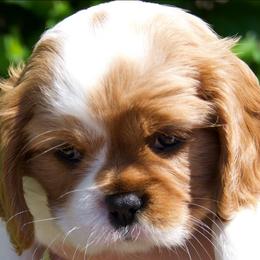 Maple - Blenheim female Cavalier King Charles Spaniel puppy in Sacramento, California from Tamara's Puppies