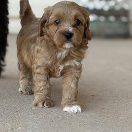 Cavapoo puppies from Bleu Moon Cavapoo’s