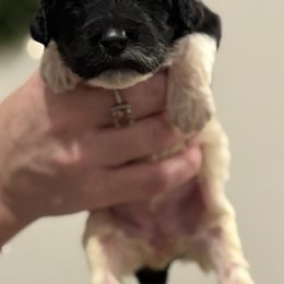 Goldendoodle and Poodle Puppies from Southern Stroll Poodles & Doodles