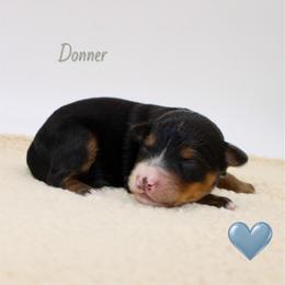 Donner - Black tri-color male Aussiedoodle puppy in Foxworth, Mississippi from Ten Mile Aussies
