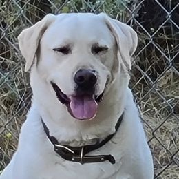 Labrador Retrievers from Ultra Quest Show Dogs