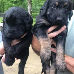 Dilute Retrievers, Labradoodles, and Labrador Retrievers from Cypress Kennels