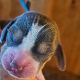 Blue Collar - Blue tan and white male Beagle puppy in Knoxville, Tennessee from River Valley Hounds