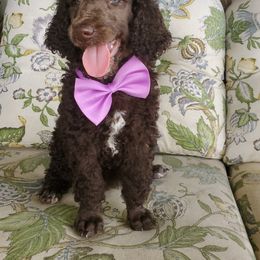 Poodle Puppies from Zimmerman's Poodles