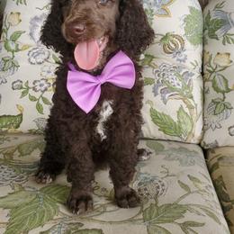 Poodle Puppies from Zimmerman's Poodles