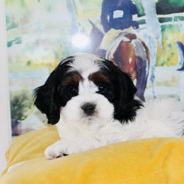 Cockapoo Puppies from Lulu's Cockapoos