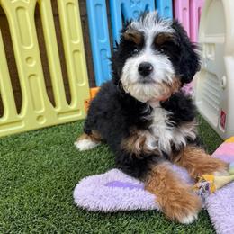 Orange girl - Tri-color female Bernedoodle puppy in Gilbert, Arizona from Azteddybeardoodles