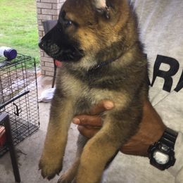 German Shepherd Puppies from Guamany K9 Vomhaus