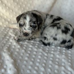 Cowboy - Blue merle male Australian Shepherd puppy in Quaker City, Ohio from Wagon Wheel Aussies and Corgi’s