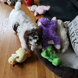 Cavapoo and Cockapoo Puppies from TSC Doodles of Virginia Beach