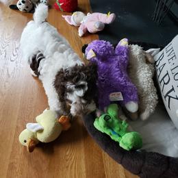 Cavapoo and Cockapoo Puppies from TSC Doodles of Virginia Beach
