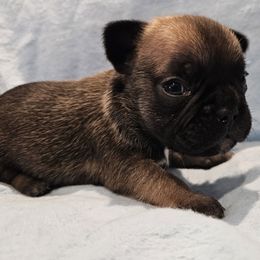 French Bulldog Puppies from Stephanie Jones