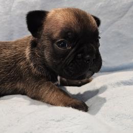 French Bulldog Puppies from Stephanie Jones