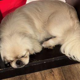 Snowy - Pekingese