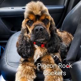 Leo - Cocker Spaniel