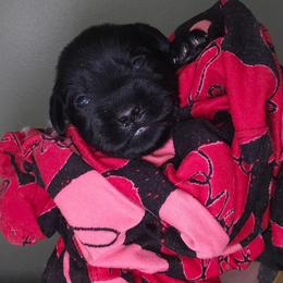 Ace - Black male Miniature Schnauzer puppy in Hickory, North Carolina from Selene's Schnauzers
