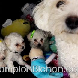 Bichon Frise Puppies from Champion Bichon