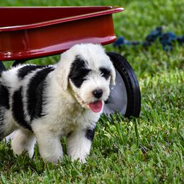 Old English Sheepdog Puppies from Royal Crown Kennel