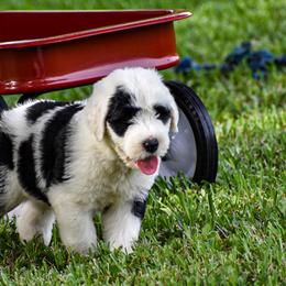 Old English Sheepdog Puppies from Royal Crown Kennel