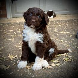 Robin - Brown and white female Aussiedoodle puppy in Bedford, Virginia from Brandt Farms Aussiedoodles