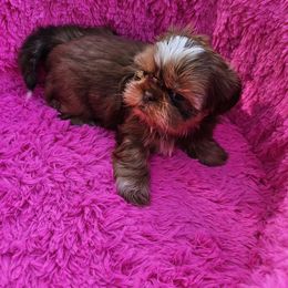 Girl 2 Rosie - Red and tan female Shih Tzu puppy in Kings Mountain, North Carolina from NC Shih Tzus by Tammy