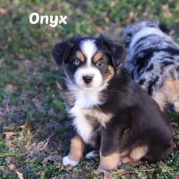 Onyx - Black tri male Miniature Australian Shepherd puppy in Garden Plain, Kansas from Krazy K Aussies