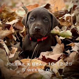 Miss Red - Chocolate female Labrador Retriever puppy in Portland, Tennessee from Whiskey Ridge Retrievers