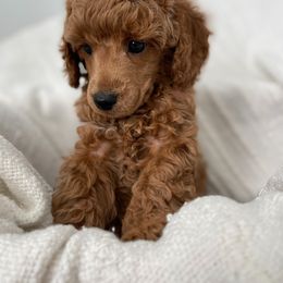 Poodle Puppies from Midwest Miniature Poodles