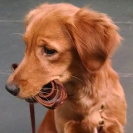 Golden Retrievers from Brigadoon Goldens