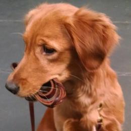 Golden Retrievers from Brigadoon Goldens