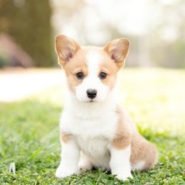 Yellow Collar Female- Goldilocks - Sable female Pembroke Welsh Corgi puppy in Waverly Hall, Georgia from 6g Ranch Corgis