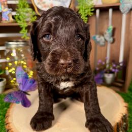 Sutton - Chocolate male Goldendoodle puppy in Waterford, Michigan from Oh My Doodness!