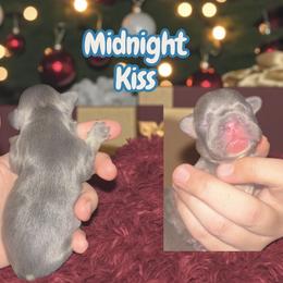 Midnite Kiss - Blue male French Bulldog puppy in New Castle, Delaware from Sasha’s Elite Kennel LLC